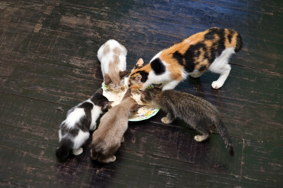 shutterstock_557179690