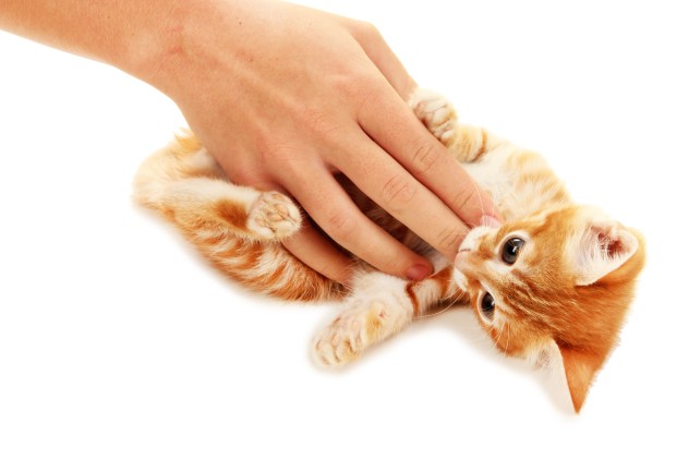 shutterstock_159183593